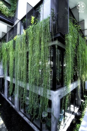thumbnail: Garden view