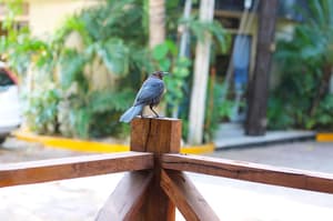 thumbnail: Porch
