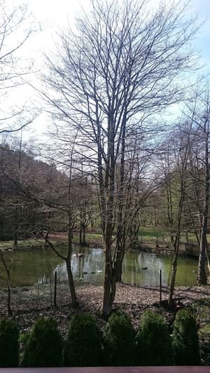 thumbnail: View from property