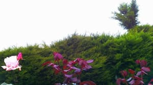 thumbnail: Garden