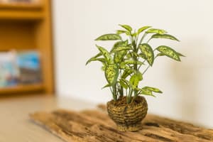 thumbnail: Interior detail