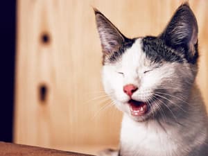 thumbnail: Pet-friendly