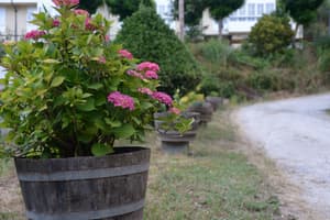 thumbnail: Garden