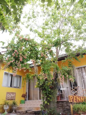 thumbnail: Garden view