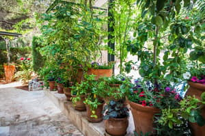 thumbnail: Garden