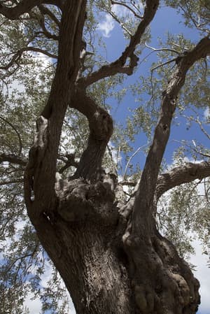 thumbnail: Exterior detail