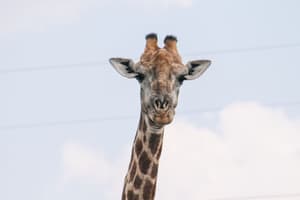 thumbnail: Game viewing