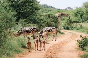 thumbnail: Game viewing