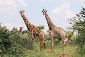 thumbnail: Game viewing