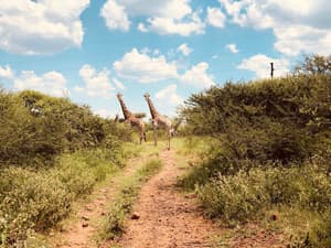thumbnail: Game viewing