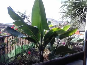 thumbnail: Garden