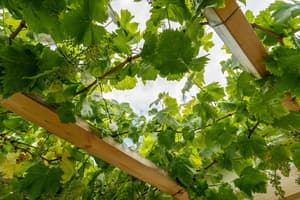 thumbnail: Terrace/patio