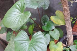 thumbnail: Garden