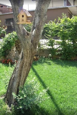 thumbnail: Garden