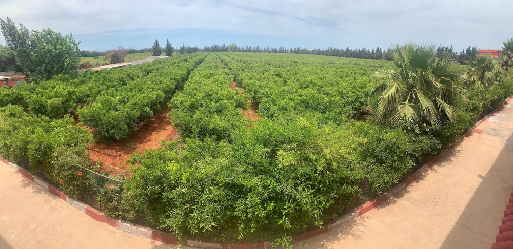 Garden view