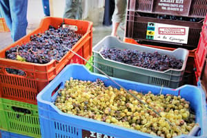 thumbnail: Winery