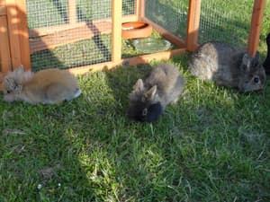 thumbnail: Garden