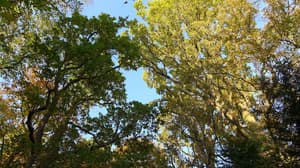 thumbnail: Garden