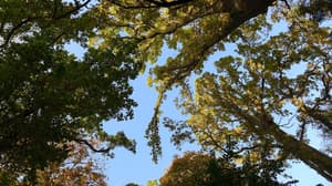 thumbnail: Garden
