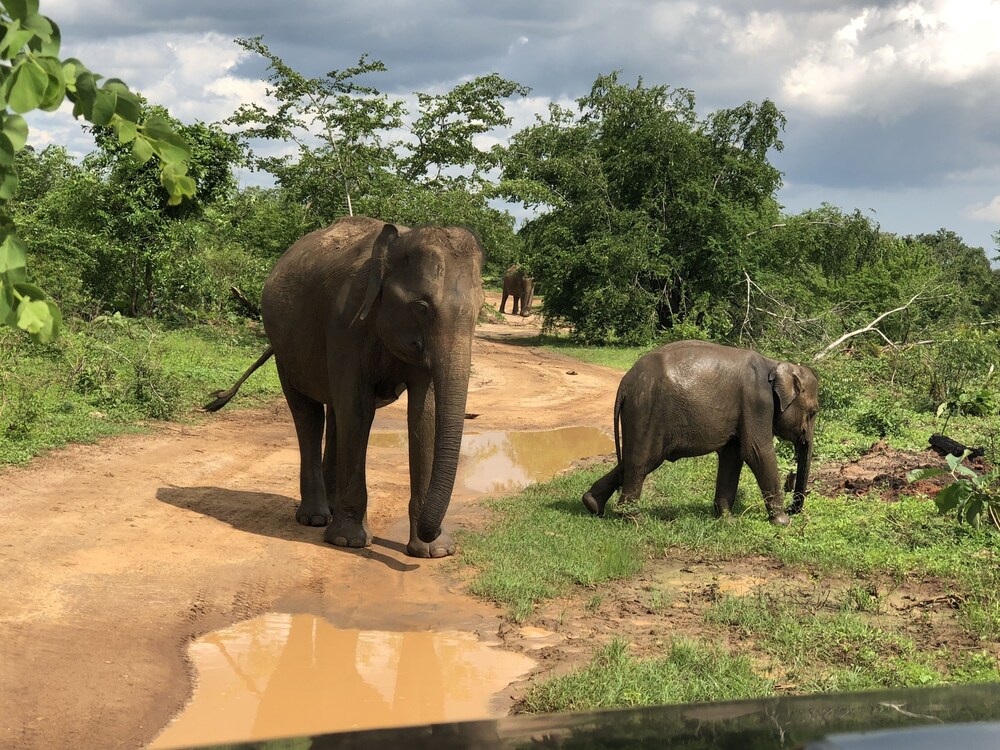Safari