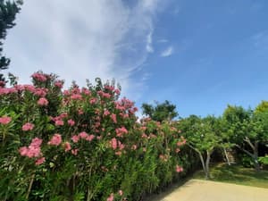 thumbnail: Garden