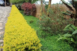 thumbnail: Garden
