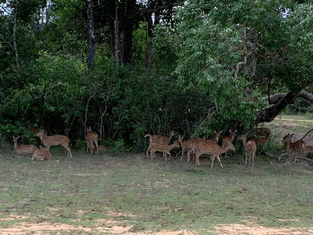 Safari