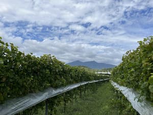 thumbnail: Winery