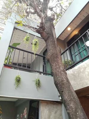thumbnail: Garden