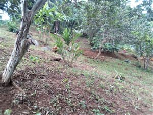 thumbnail: Garden view
