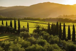 thumbnail: Vineyard