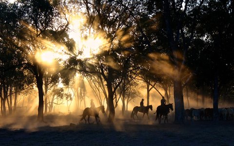 Horse Trekking