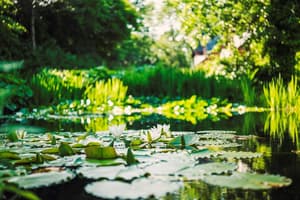 thumbnail: Garden