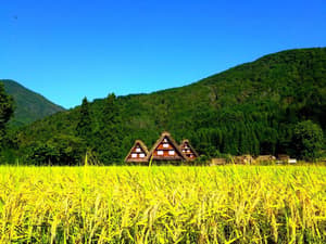 thumbnail: General view