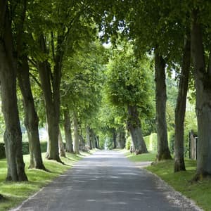 thumbnail: Garden