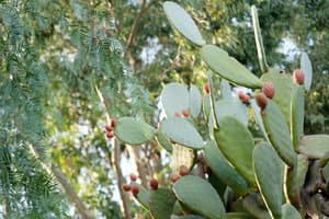 thumbnail: Garden