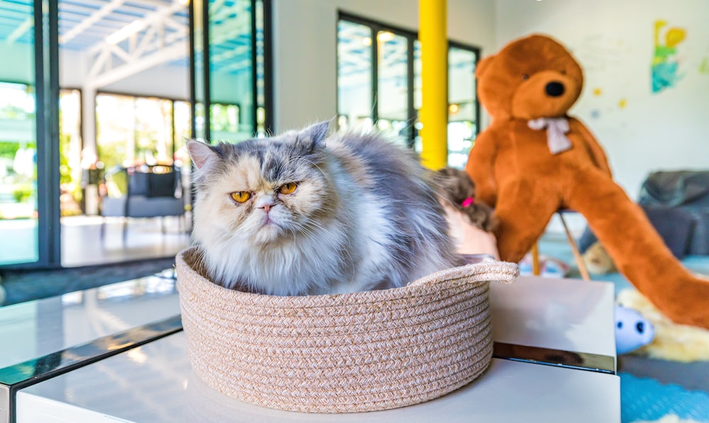 Pet-friendly amenities