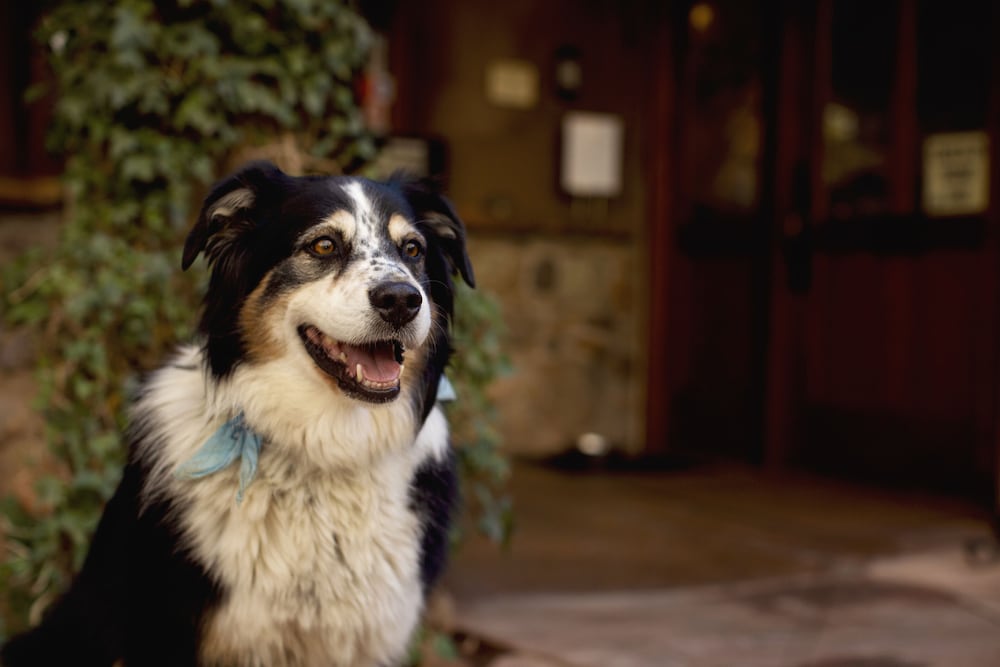 Pet-friendly