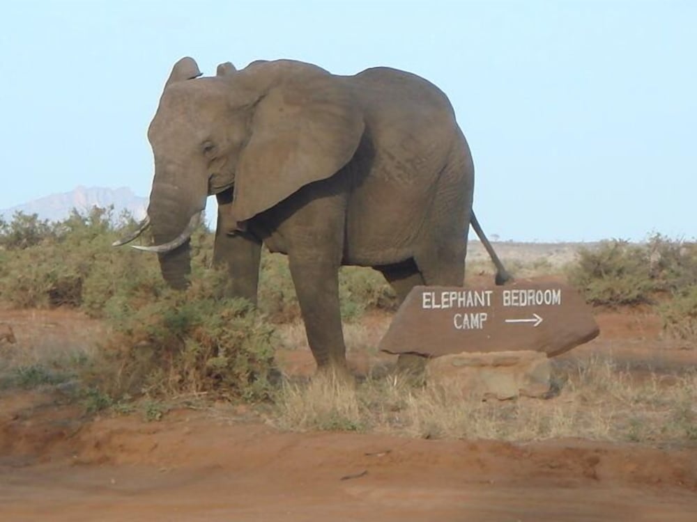 Safari
