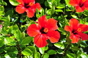 thumbnail: Garden