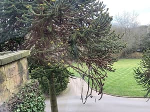 thumbnail: Garden