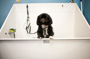 thumbnail: Pet-friendly
