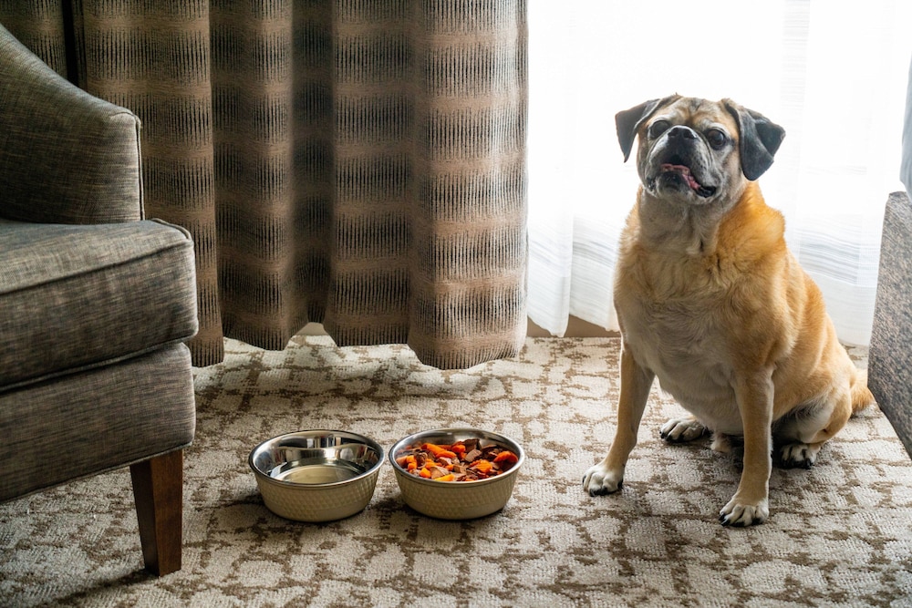 Pet-friendly amenities