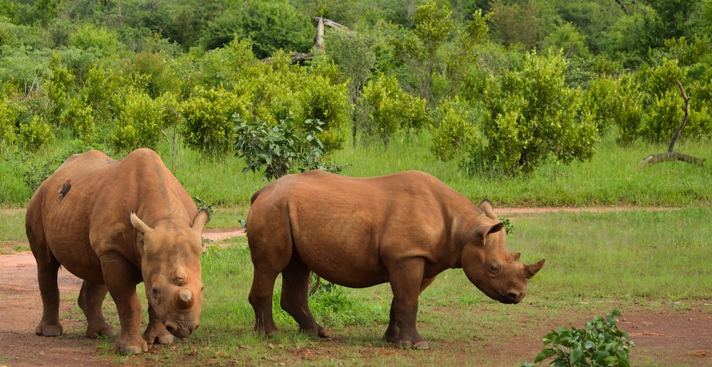 Safari