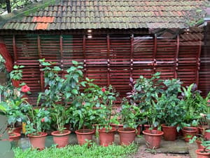 thumbnail: Garden