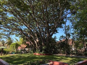 thumbnail: Garden