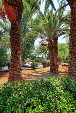 thumbnail: Garden