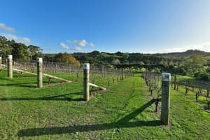 thumbnail: Vineyard view