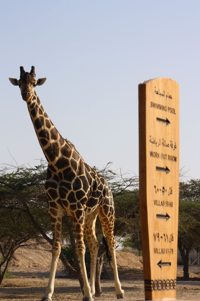 Safari