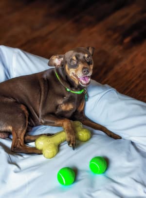 thumbnail: Pet-friendly